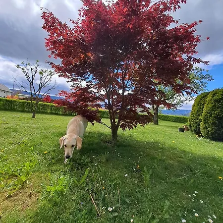 Apartment Bella Zirovnica