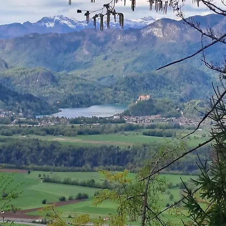 Bella * Zirovnica