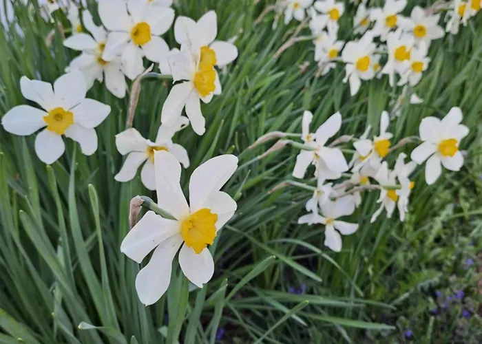 Апартаменты Bella *